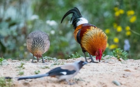 Bird Watching in Jim Corbett
